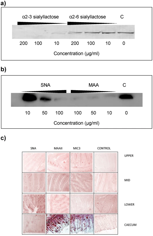 EtMIC3 targets sialic acid bearing glycans on host cells.