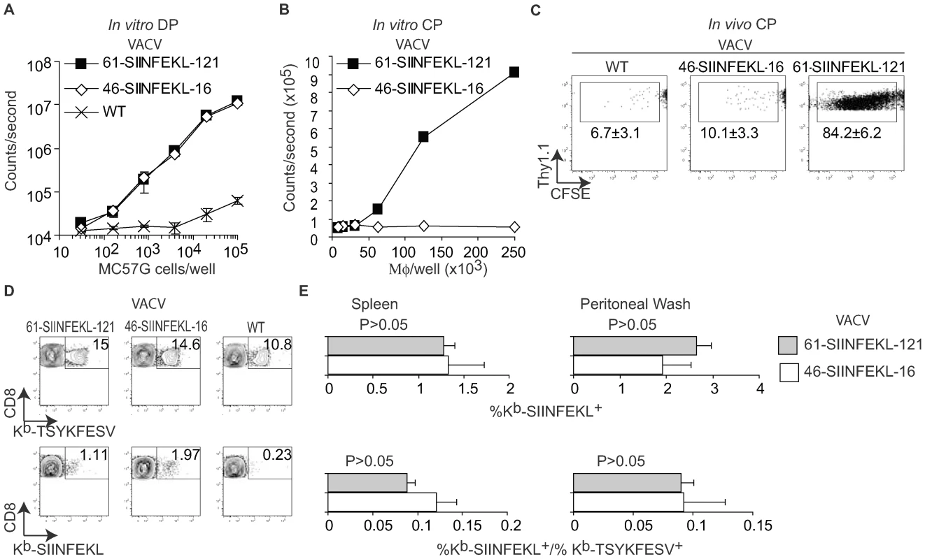 CP is not essential for efficient anti-VACV T<sub>CD8+</sub> responses.