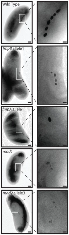 Electron-dense particles are found in some mutants.