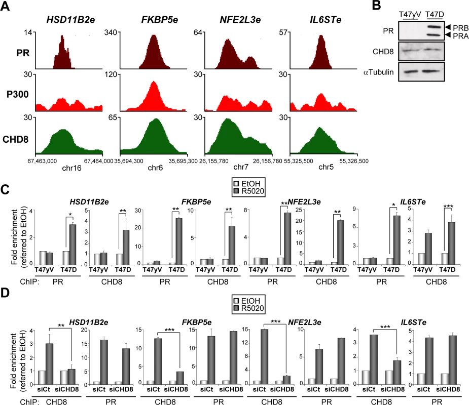 PR is necessary for hormone-dependent CHD8 recruitment to PR enhancers.