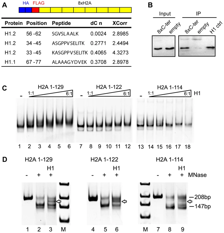 The H2A C-terminal tail binds linker histone H1.