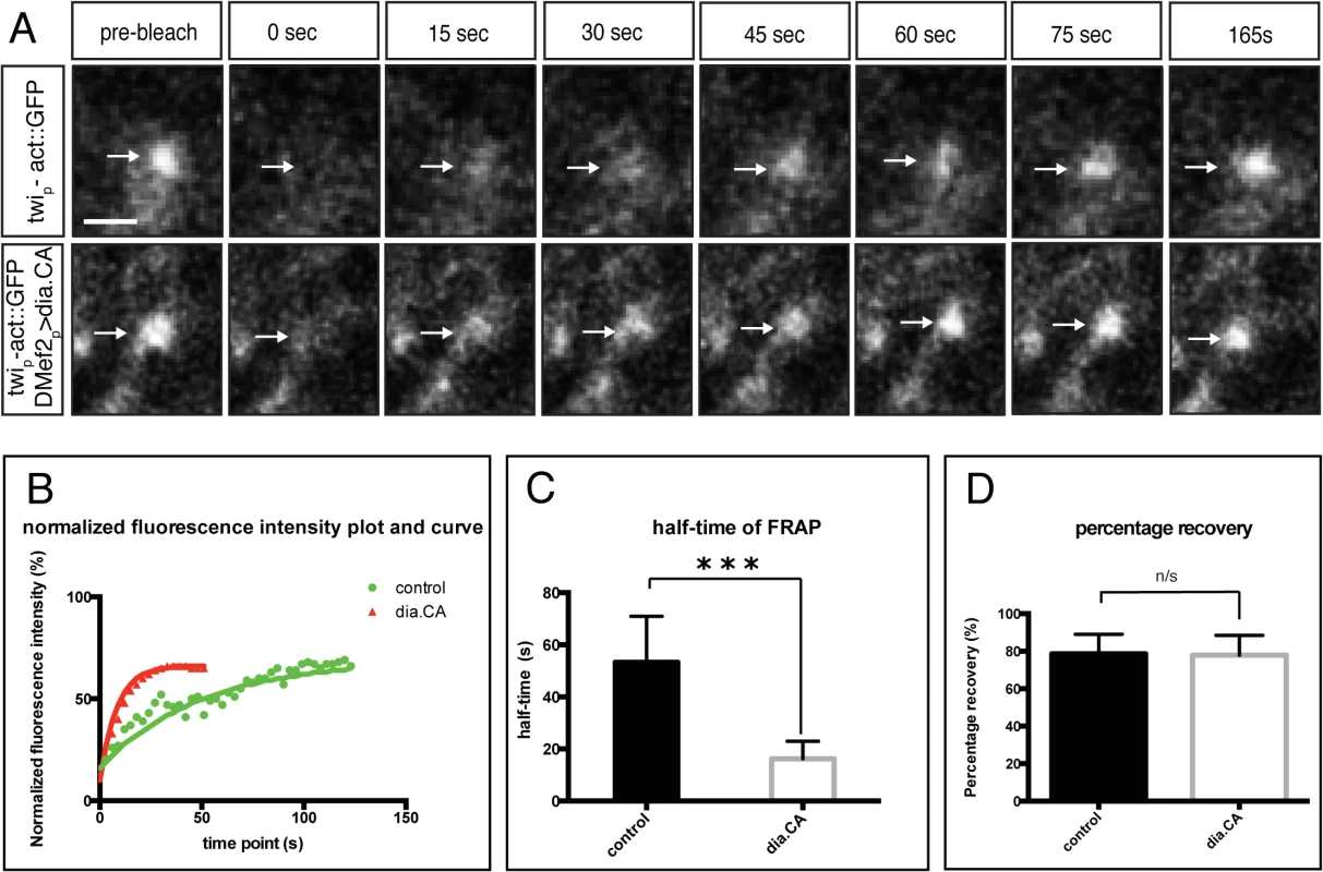 Constitutively active Diaphanous accelerates the actin exchange rate at the fusion site.