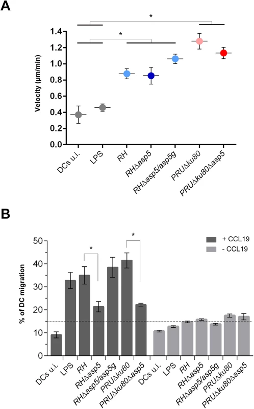 ASP5 affects dendritic cell (DCs) transmigration but not hypermotility.