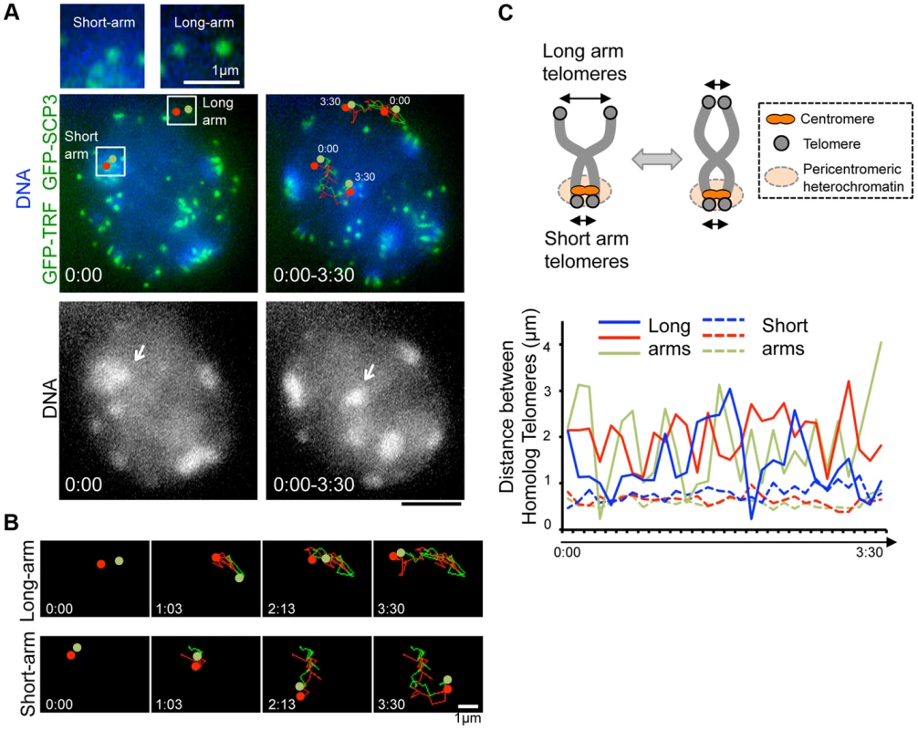 Inter-centromere connection observed in live-diplotene cells.