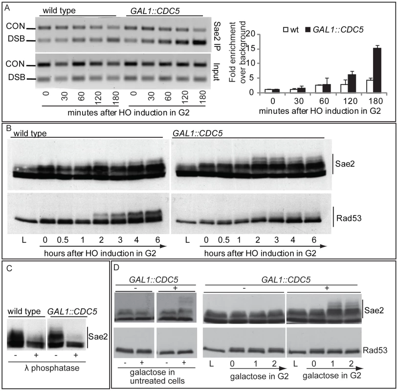 Analysis of Sae2 protein in <i>CDC5</i> overexpressing cells.
