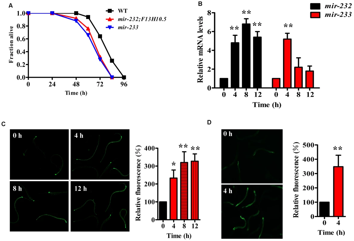 <i>P. aeruginosa</i> infection up-regulates the expression of <i>mir-232</i> and <i>mir-233</i>, which are required for innate immunity.