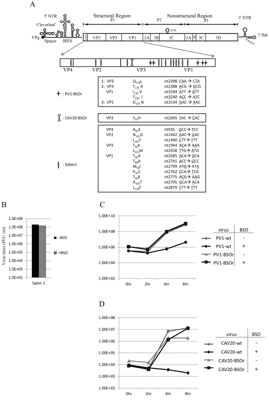 BSO resistant PV1 and CAV20 variants and their growth curves in HeLa cells.