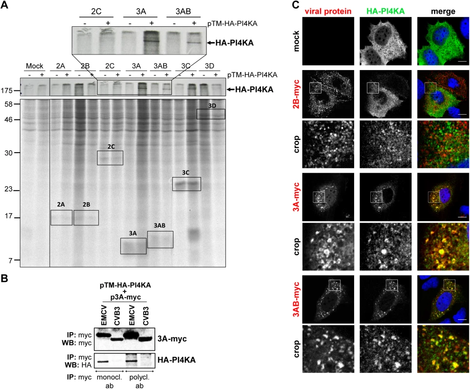 EMCV 3A interacts with PI4KA.
