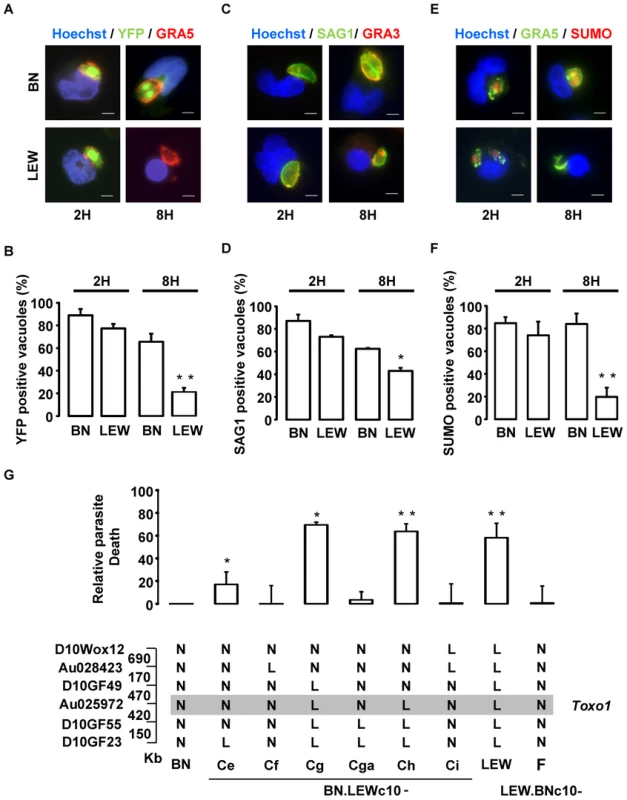 Intravacuolar Toxoplasma parasites are killed within resistant <i>Toxo1</i>-LEW peritoneal macrophages.