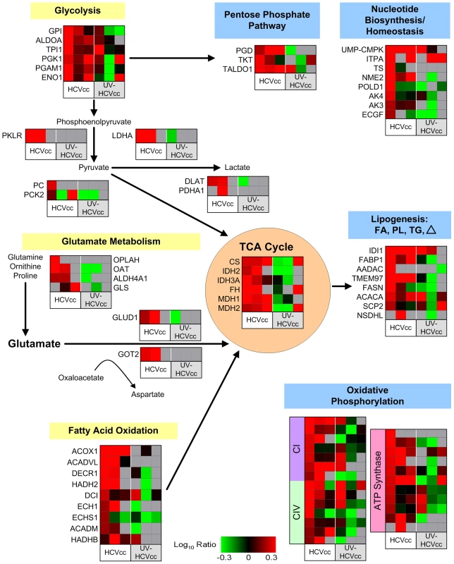 HCV induces perturbations in metabolic homeostasis.