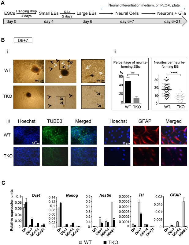 H1 TKO ESCs fail to undergo neural differentiation.