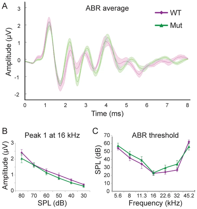 <i>Npr2</i> mutants show normal auditory responses.