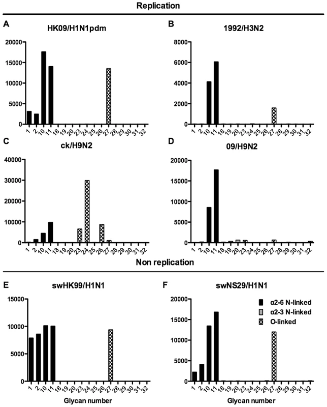 Glycan array analysis of viruses that showed no replication or replication in the bronchial explants.