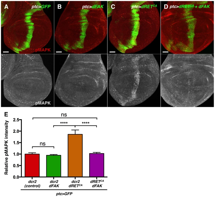 FAK inhibits RTK signalling by impairing Ras/MAPK pathway.