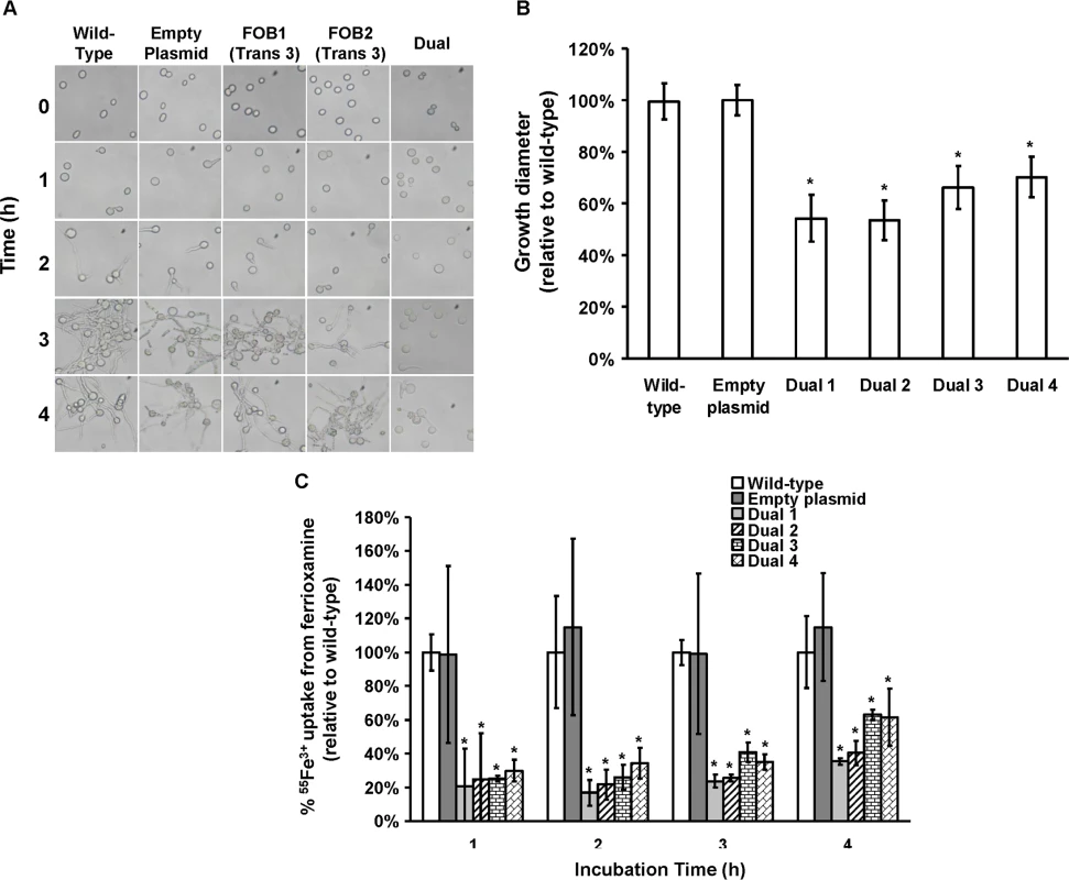 Dual gene inhibition significantly attenuated the ability of <i>R. oryzae</i> to germinate, grow and take up iron from ferrioxamine.