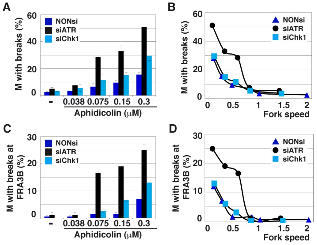 ATR depletion compromises genome stability.