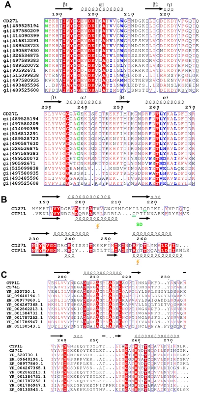 Sequence alignment of the C-terminal domains of CD27L and CTP1L showing this fold is prevalent among lysins that target <i>Clostridia</i>.