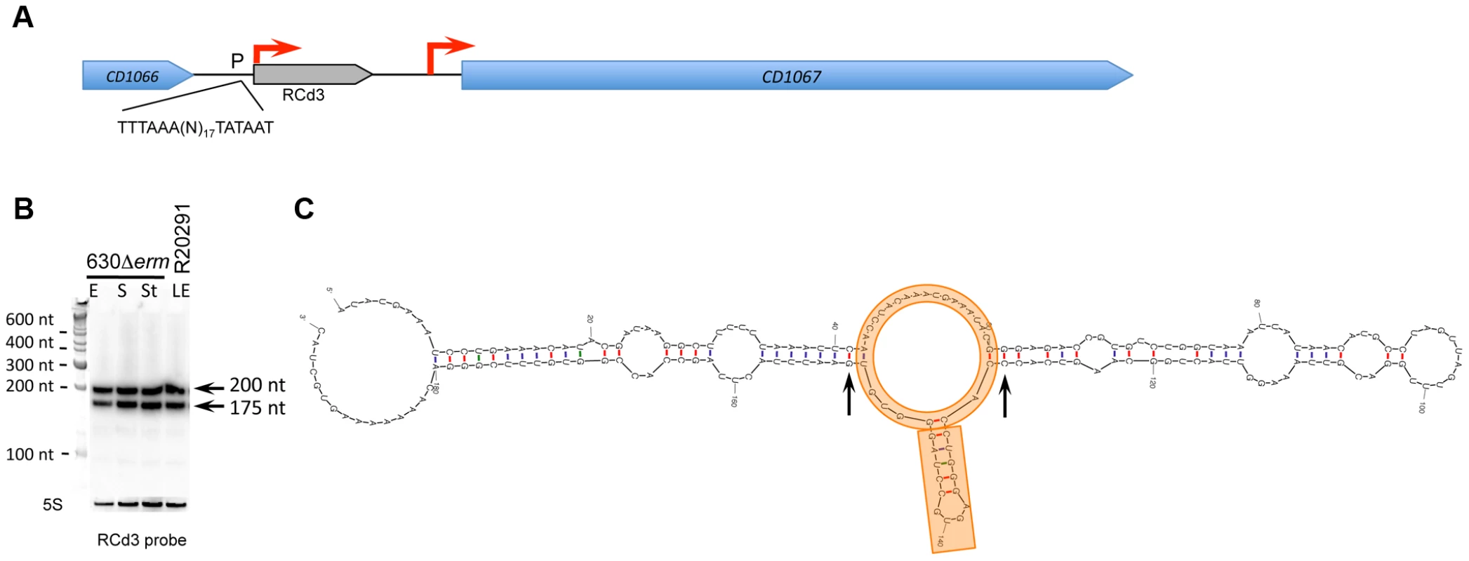 Detection and secondary structure prediction of abundant 6S RNA.