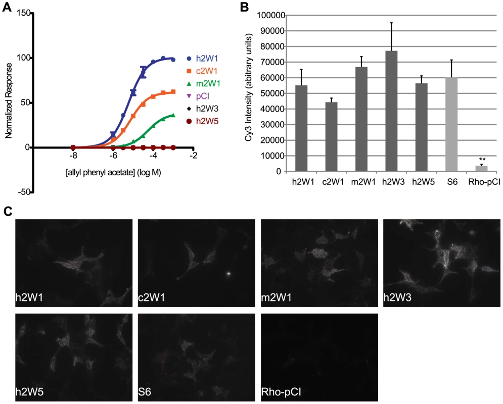 Cell surface expression does not predict function of ORs.