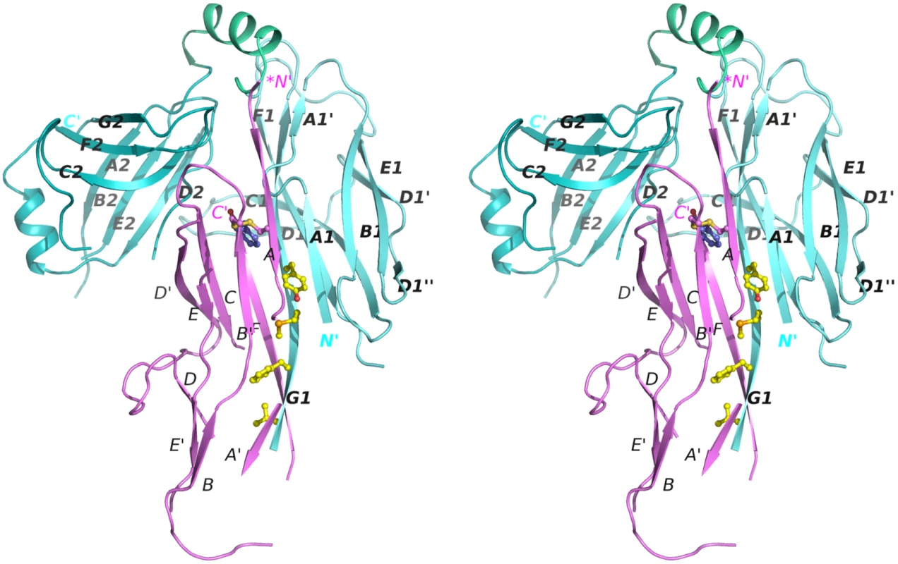 Stereo diagram of the crystal structure of the CsuC:CsuA/B complex.
