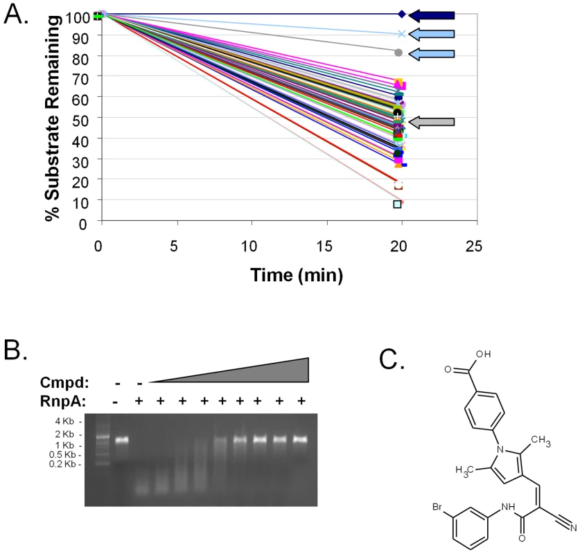 Identification of small molecule inhibitors of RnpA-mediated RNA degradation.