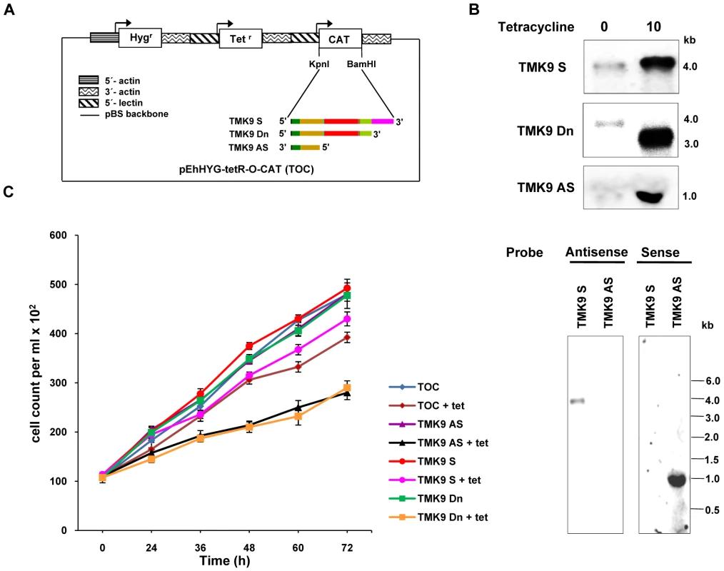 Down regulation of EhTMKB1-9 decreases cellular proliferation.