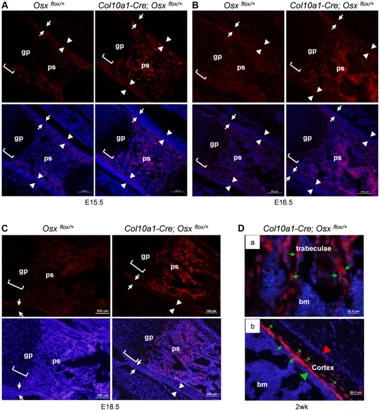 Presence of abundant EGFP<sup>+</sup> (<i>Osx<sup>−/+</sup></i>) cells throughout the primary spongiosa of <i>Col10a1-Cre; Osx<sup>flox/+</sup></i> embryos and mice.