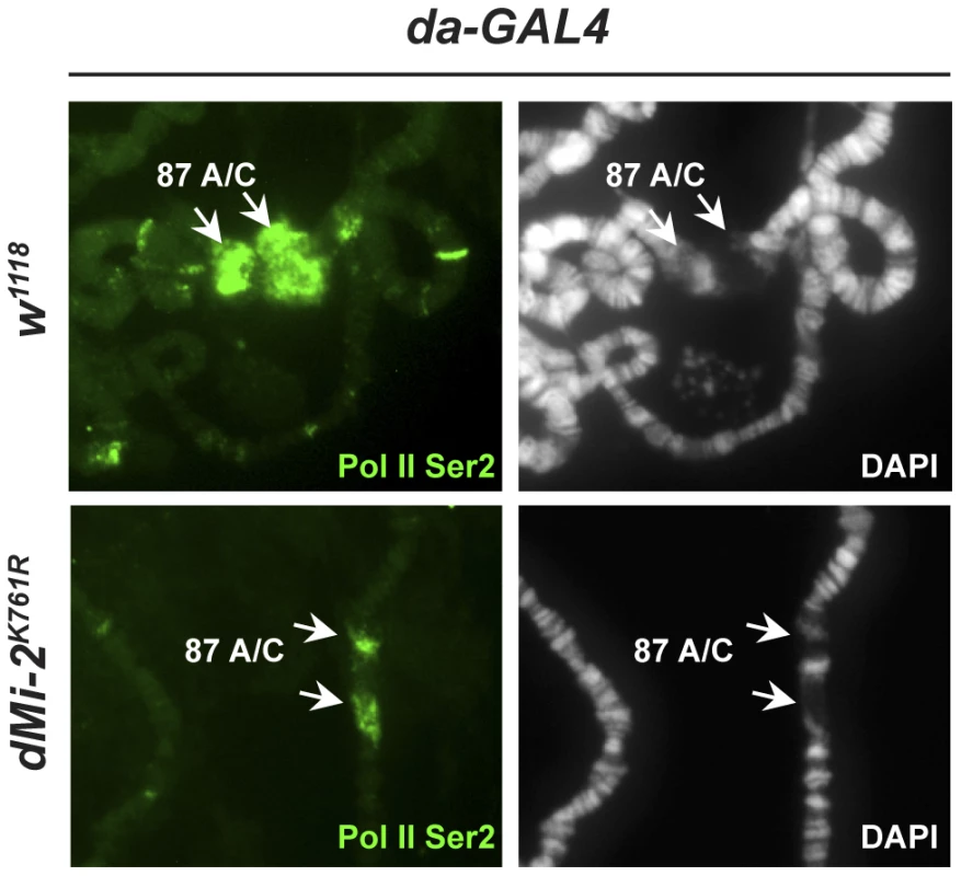 dMi-2 is required for full decondensation of heat-shock loci.