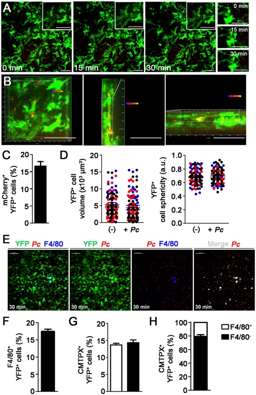 <i>In vivo</i> analysis of iRBC uptake by subcapsular RP DCs soon after <i>Pc</i> infection.