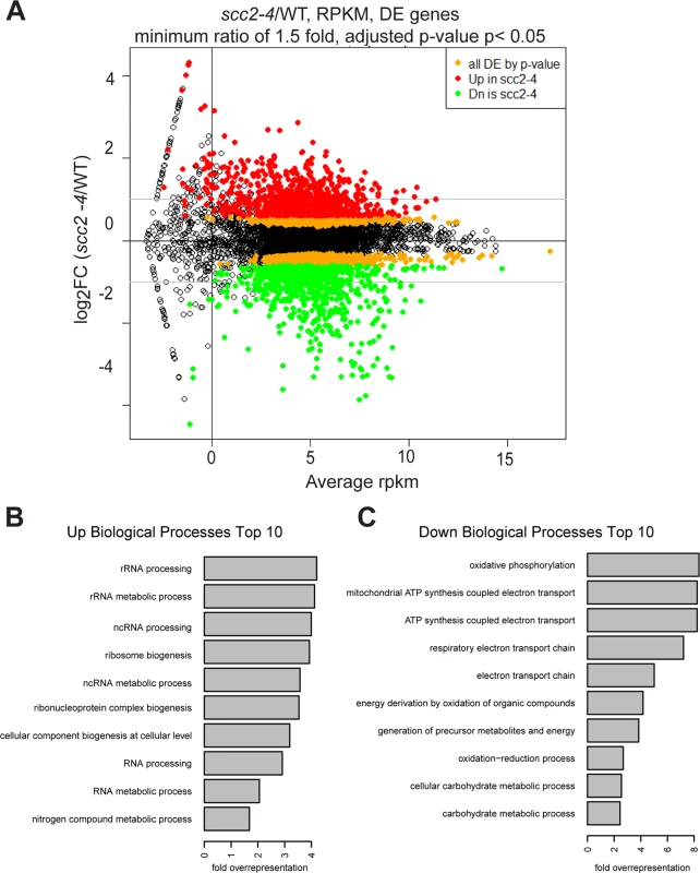 Hundreds of genes are differentially expressed in the <i>scc2-4</i> mutant compared to WT at 30°C in YPD.