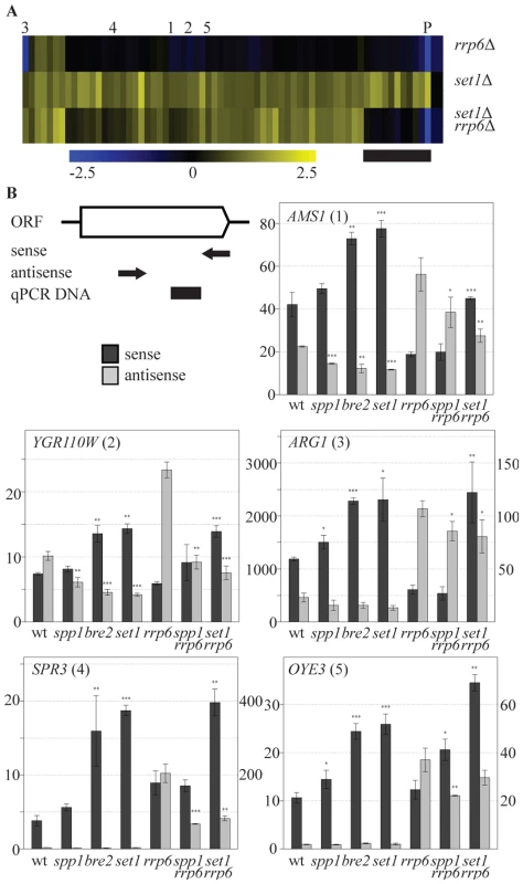 COMPASS repression is mediated through 3′-end antisense transcriptional gene silencing.