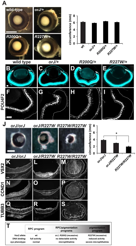 The <i>R200Q</i> and <i>R227W</i> alleles and proteins do not exhibit dominant behavior.