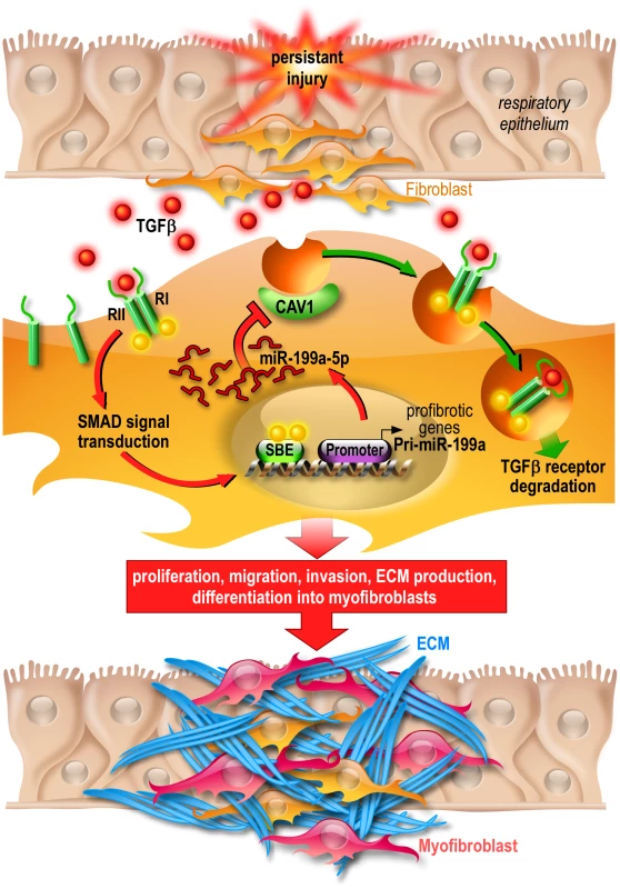 Proposed model of miR-199a-5p profibrotic function in lung fibrogenesis.