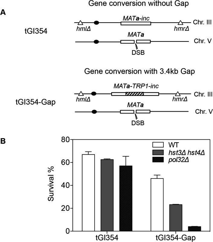 <i>hst3</i>Δ <i>hst4</i>Δ and <i>pol32</i>Δ mutants are defective in DNA synthesis during gene conversion with a 3.4-kb gap.