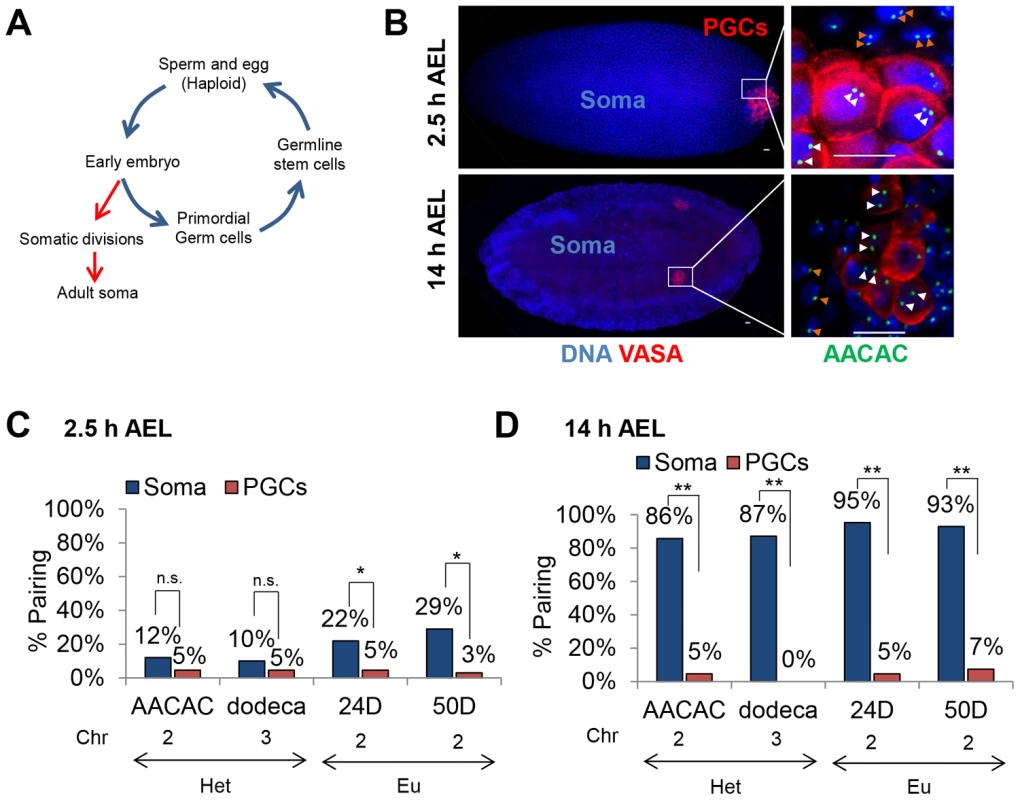 Homolog separation is maintained in primordial germ cells throughout embryogenesis.