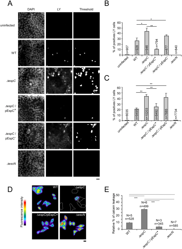 EspC controls pore formation mediated by the T3SS during cell infection.