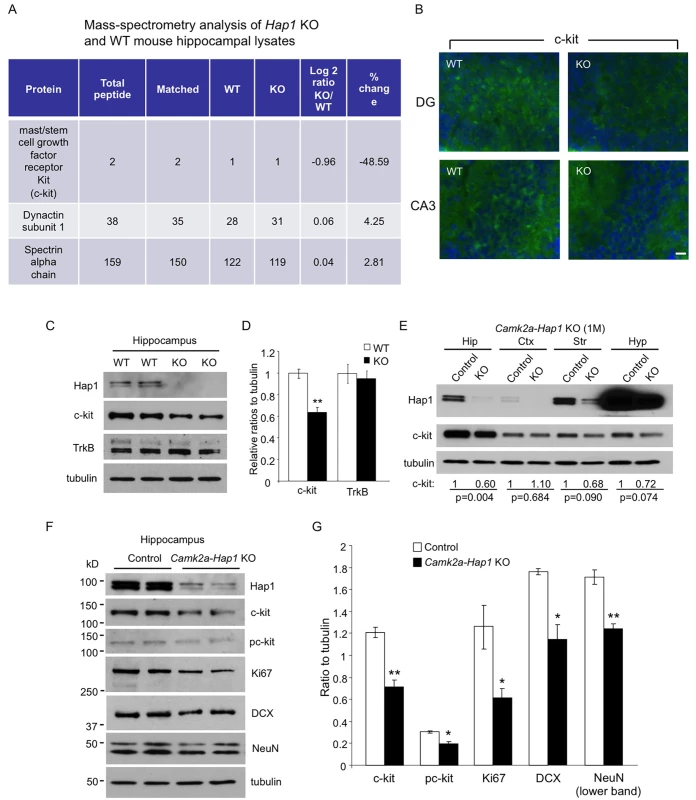 c-kit expression level is reduced in <i>Hap1</i> KO hippocampus.