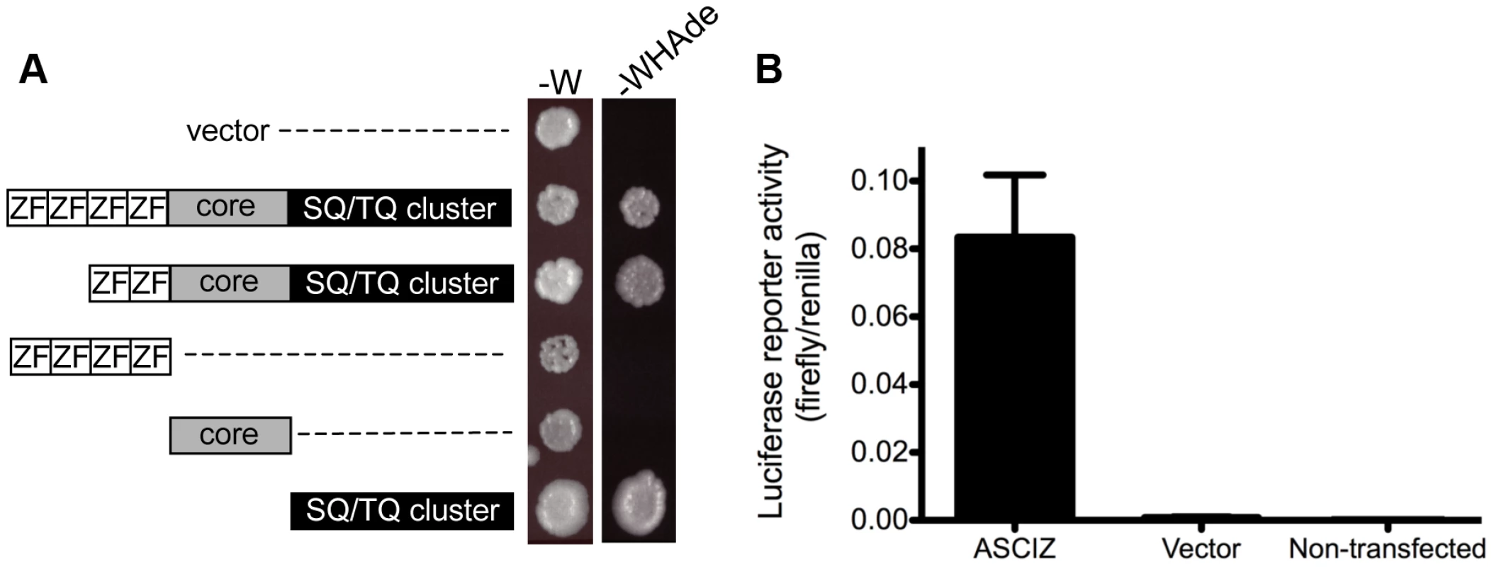 ASCIZ has transcription activating function in reporter assays.