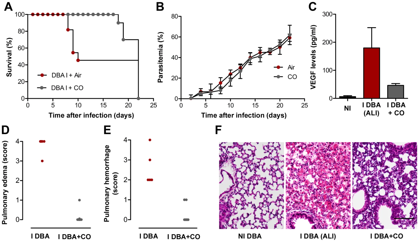 Exposure to CO suppresses onset of malaria-associated ALI.