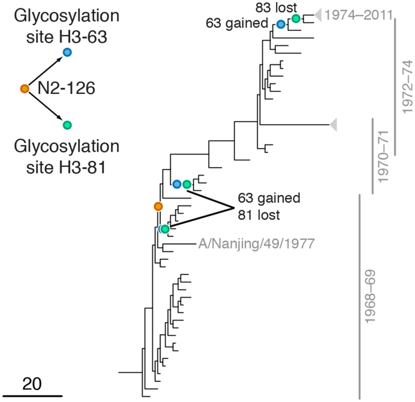 Example of putative inter-gene epistasis between sites N2-126 and H3-63 and H3-81.