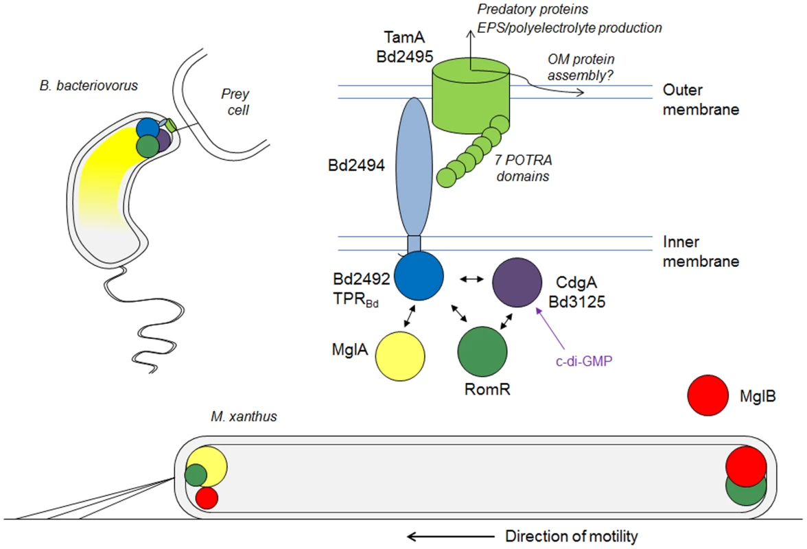 Model for <i>B. bacteriovorus</i> predatory-pole regulation during prey-invasion and its relationship to <i>M. xanthus</i> bipolar motility-control proteins.