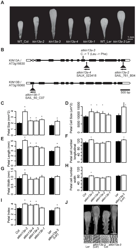 Petal phenotypes of <i>atkin13a</i> and <i>atkin13b</i> loss-of-function mutants.