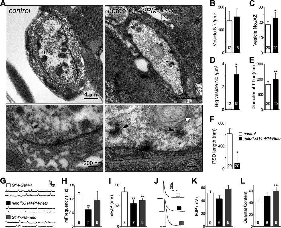 Neto prodomain affects synapse structure and function.