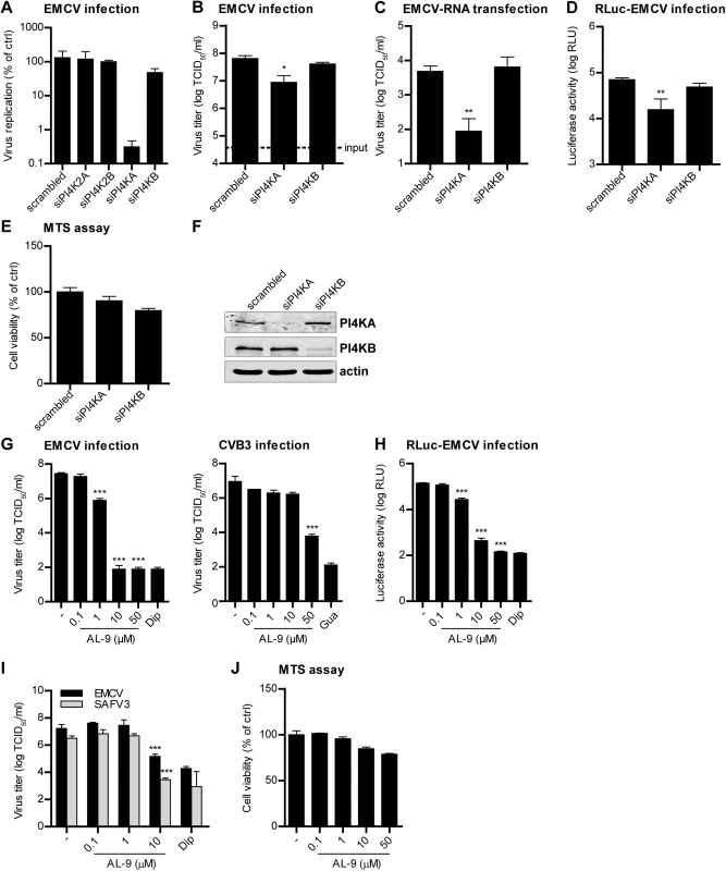 PI4KA is essential for cardiovirus replication.