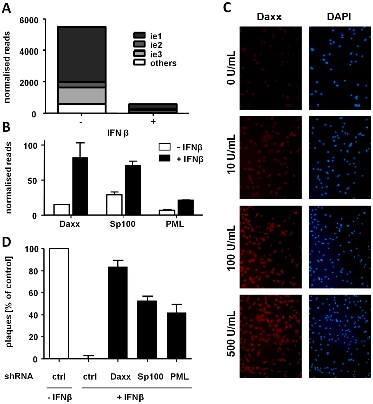 IFNβ suppresses MCMV IE gene expression at the transcriptional level by inducing ND10 genes.