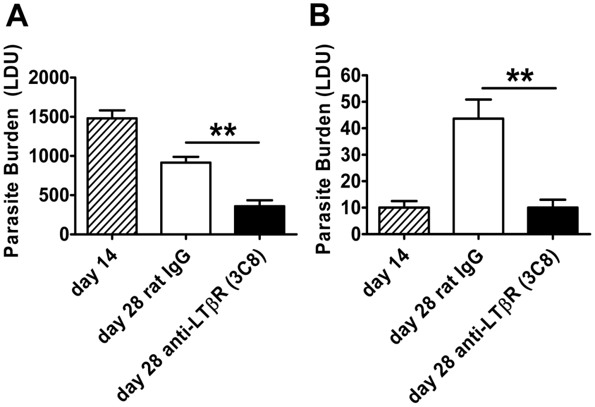 Agonistic stimulation of LTβR only enhances parasite clearance in an established infection.