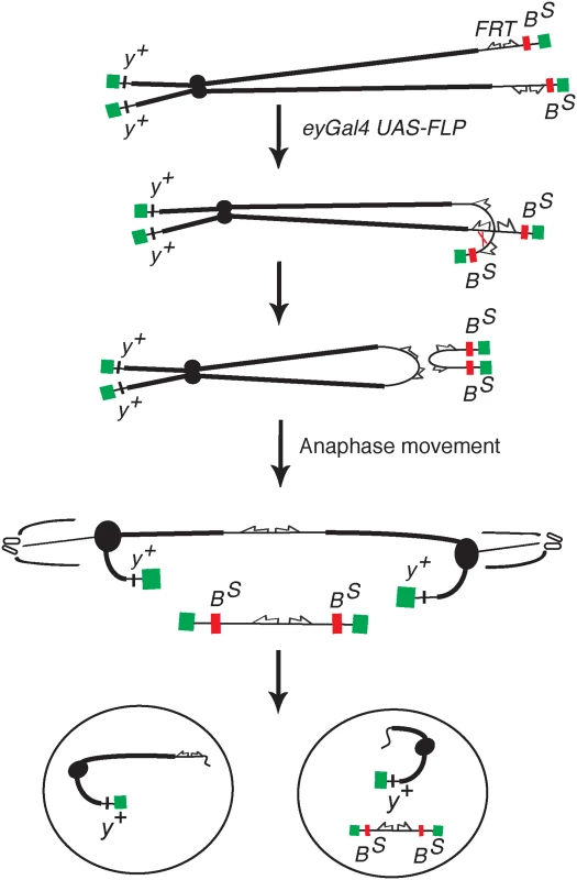 The <i>DcY(H1)</i> chromosome and BARTL assay.