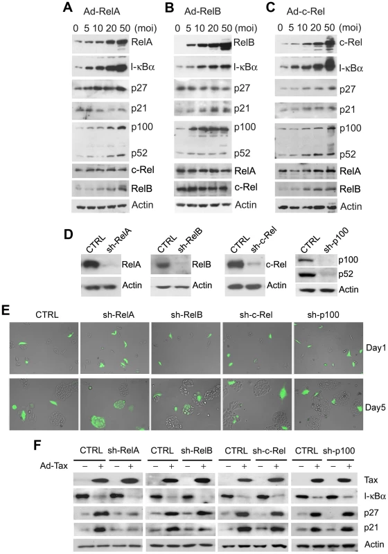 RelA is the major downstream effector of Tax-induced senescence.