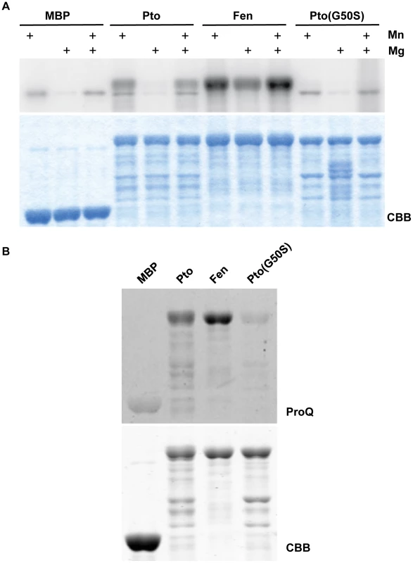 Fen has higher kinase activity than Pto and Pto(G50S) has little or no kinase activity.