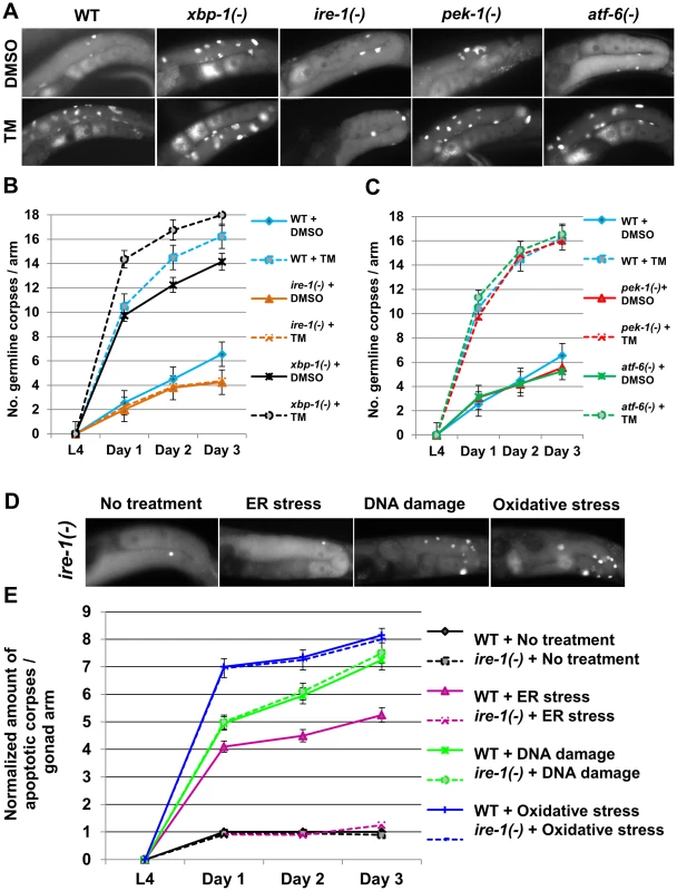 <i>ire-1</i> is specifically required for ER stress induced germ cell apoptosis.